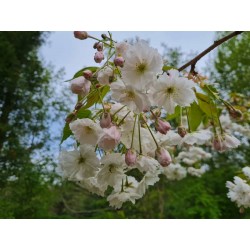 Prunus 'Shogetsu' - flowers in May