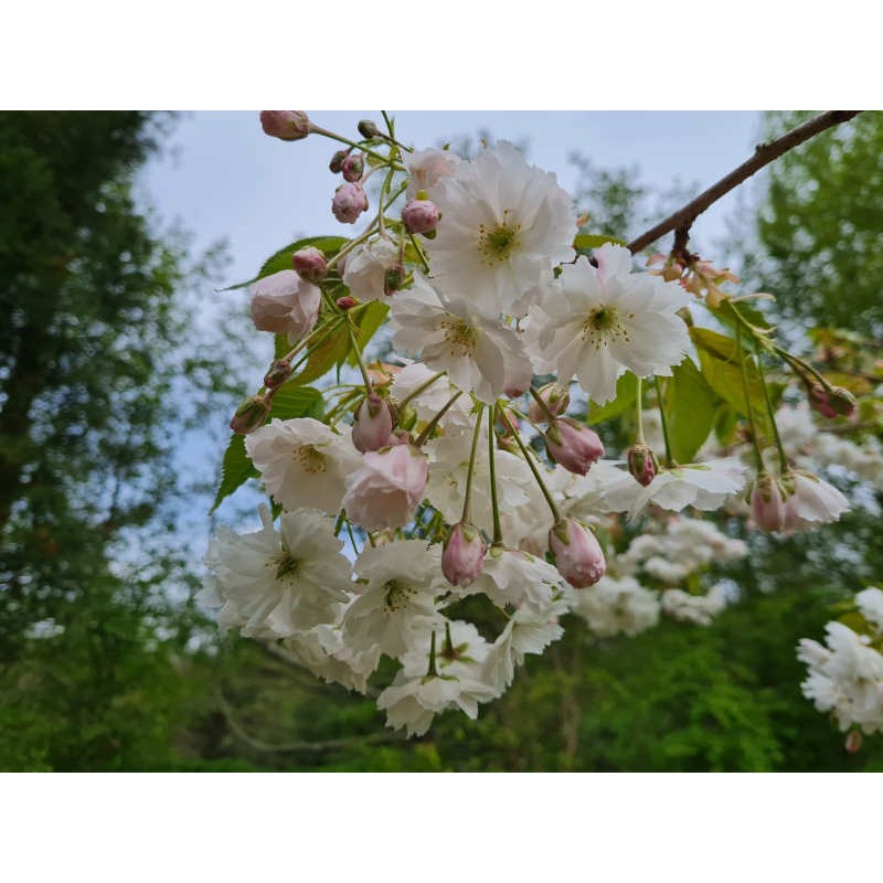 Prunus 'Shogetsu' - flowers in May