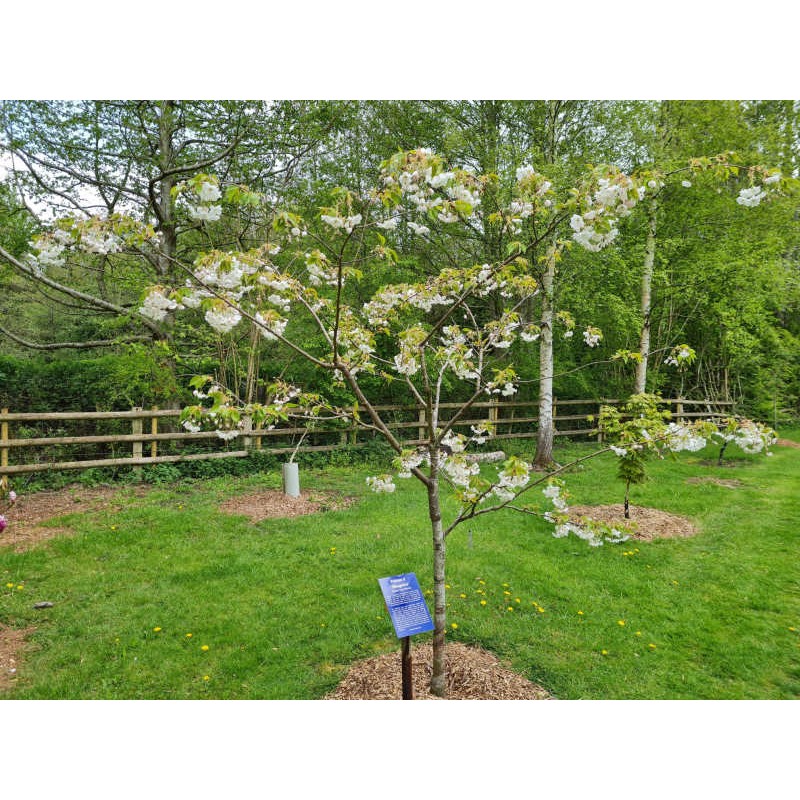 Prunus 'Shogetsu' - young tree