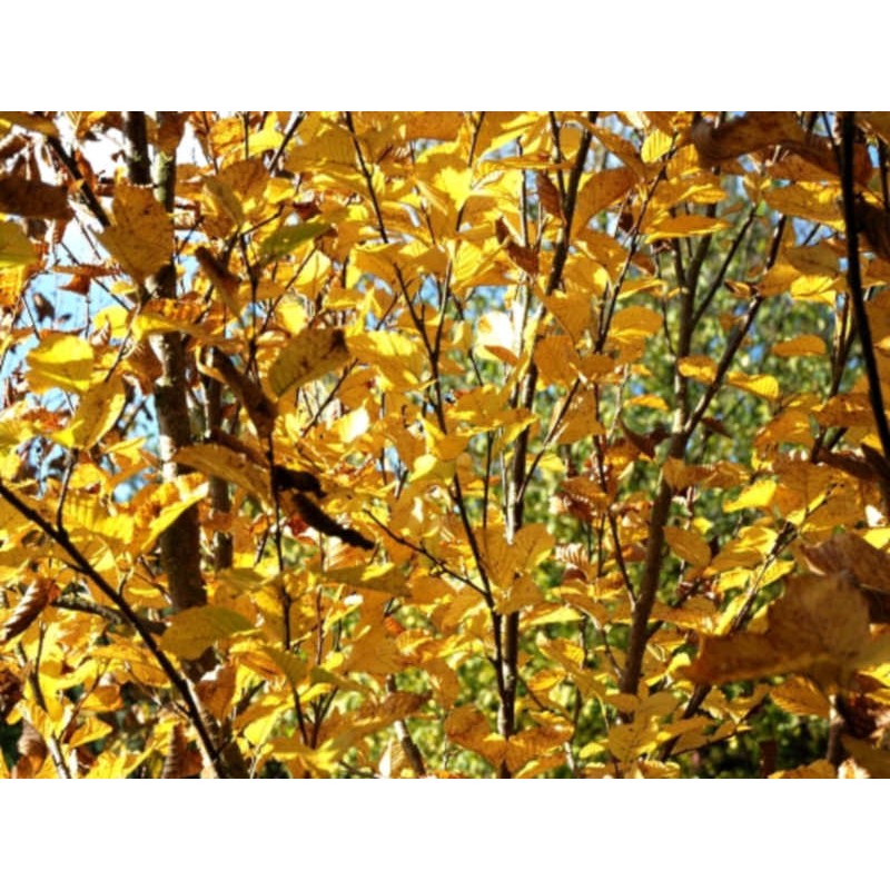 Betula medwedewii 'Gold Bark' - autumn colour