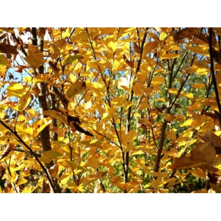 Betula medwedewii 'Gold Bark' - autumn colour Betula medwedewii 'Gold Bark' - autumn colour