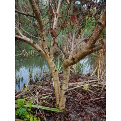 Betula medwedewii 'Gold Bark' - mature bark colour