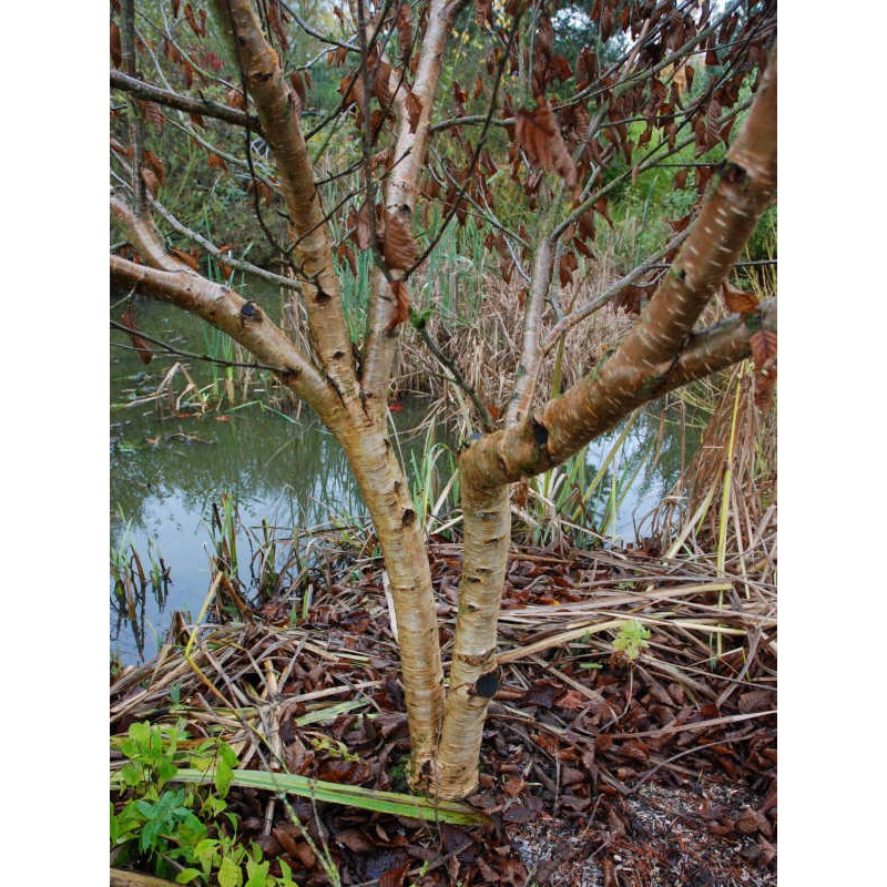 Betula medwedewii 'Gold Bark' - mature bark colour Betula medwedewii 'Gold Bark' - mature bark colour