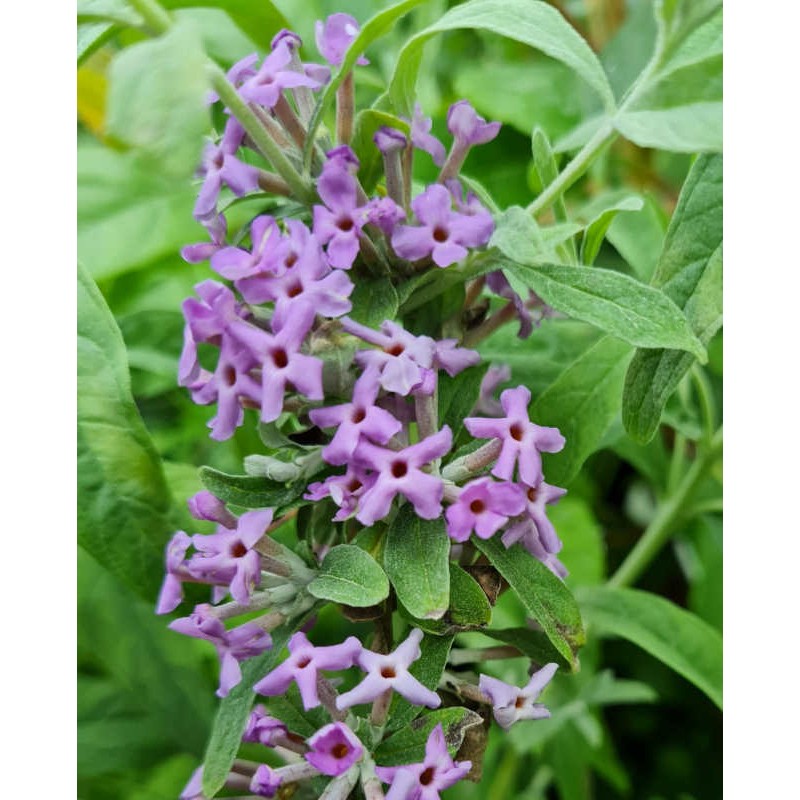 Buddleja alternifolia 'Argentea' - flowers in late spring Buddleja alternifolia 'Argentea' - flowers in late spring
