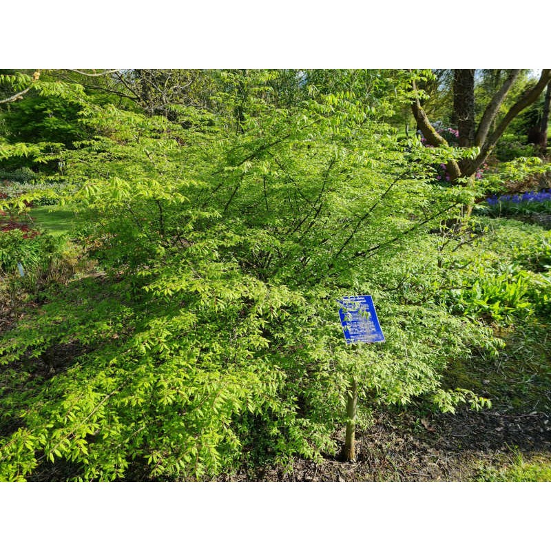 Euonymus alatus - summer leaves