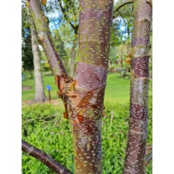 Betula utilis 'Dark Ness' - bark colour