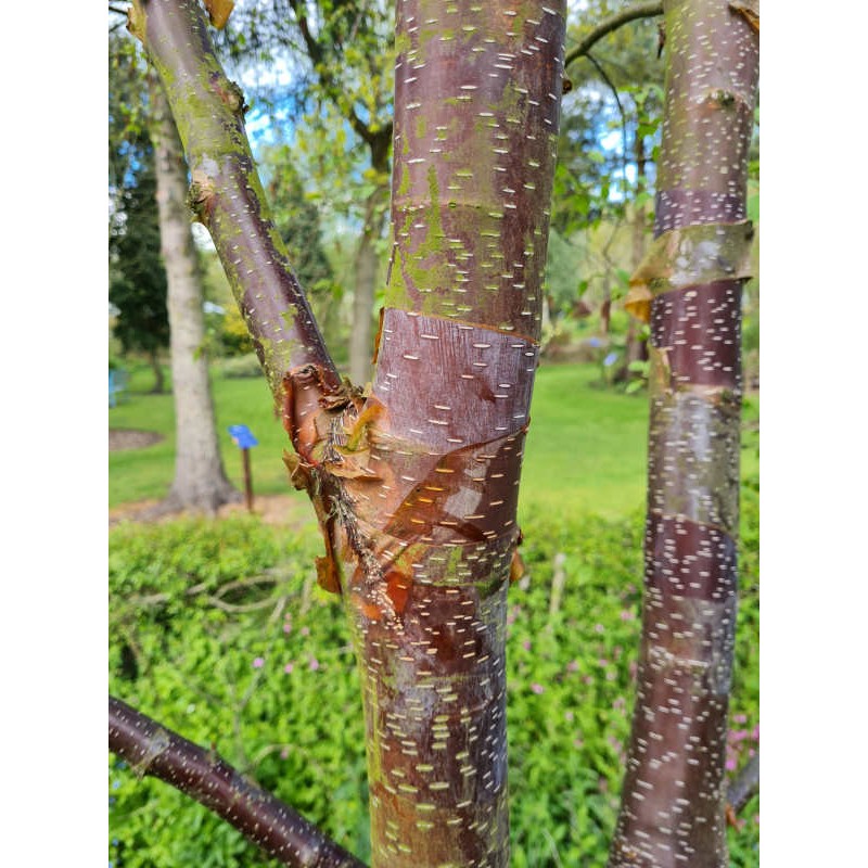 Betula utilis 'Dark Ness' - bark colour