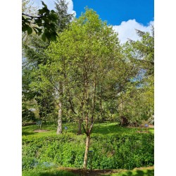 Betula utilis 'Dark Ness' - specimen tree