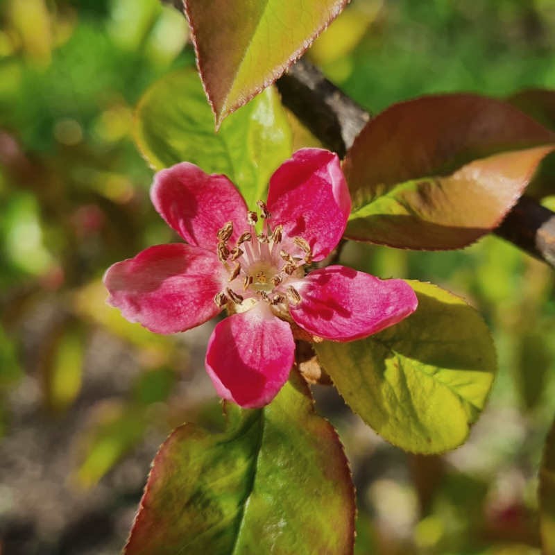 Pseudocydonia sinensis - spring flowers