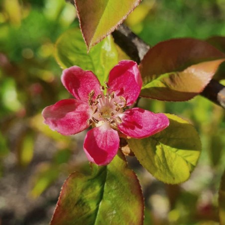Pseudocydonia sinensis - spring flowers Pseudocydonia sinensis - spring flowers
