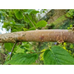 Betula utilis ‘Nepalese Orange‘ - immature bark