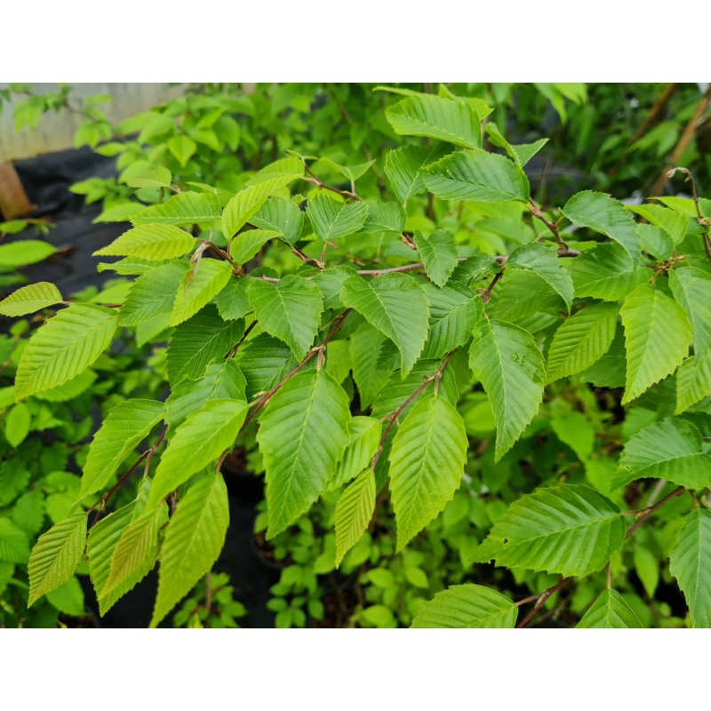 Carpinus henryana - leaves in late May Carpinus henryana - leaves in late May