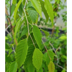 Carpinus omeiensis  - leaves in late spring