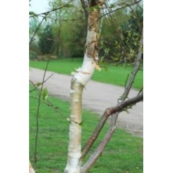 Betula utilis 'Ramdana River' - bark colour
