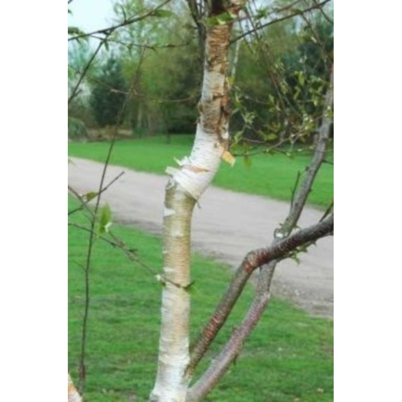 Betula utilis 'Ramdana River' - bark colour