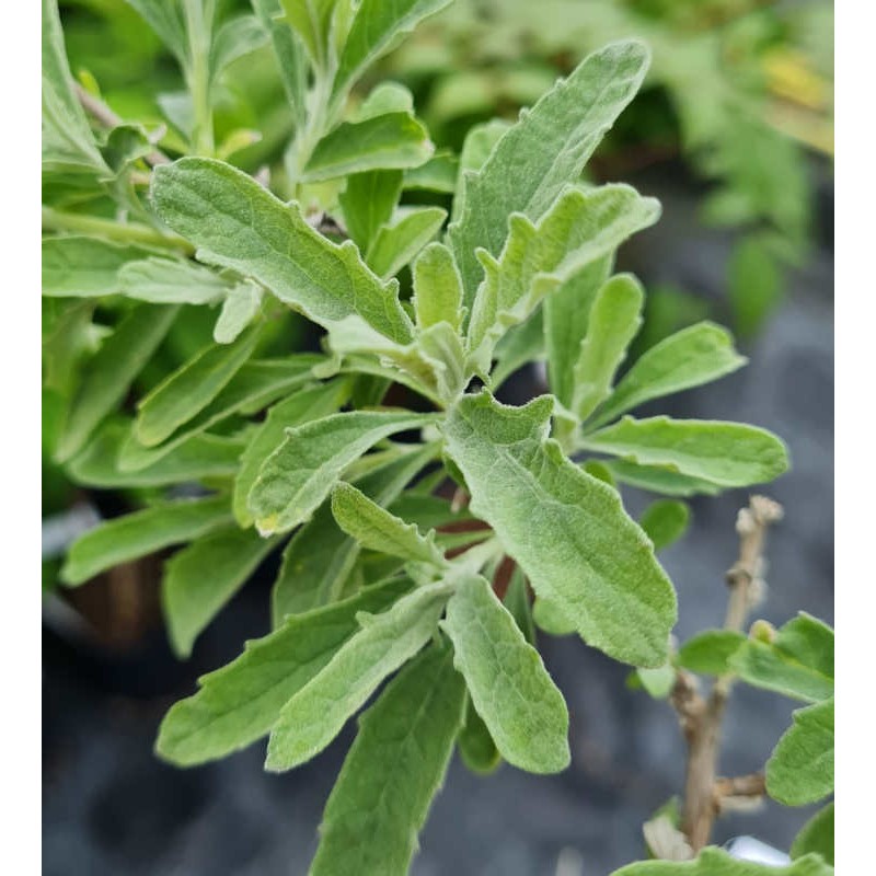 Buddleja × wardii - leaves in late spring