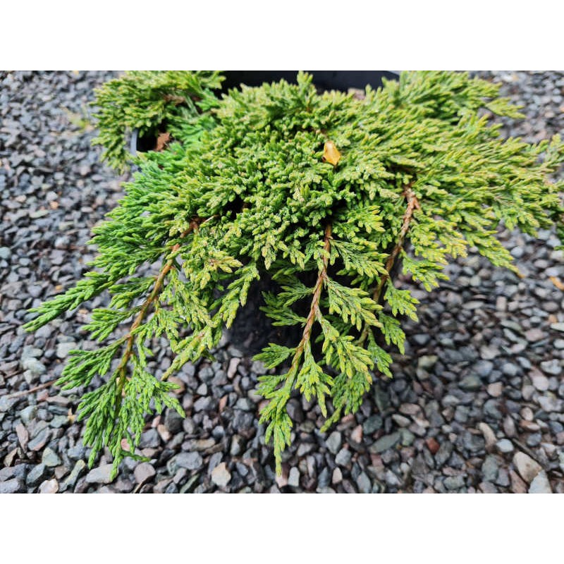 Juniperus horizontalis 'Pancake'