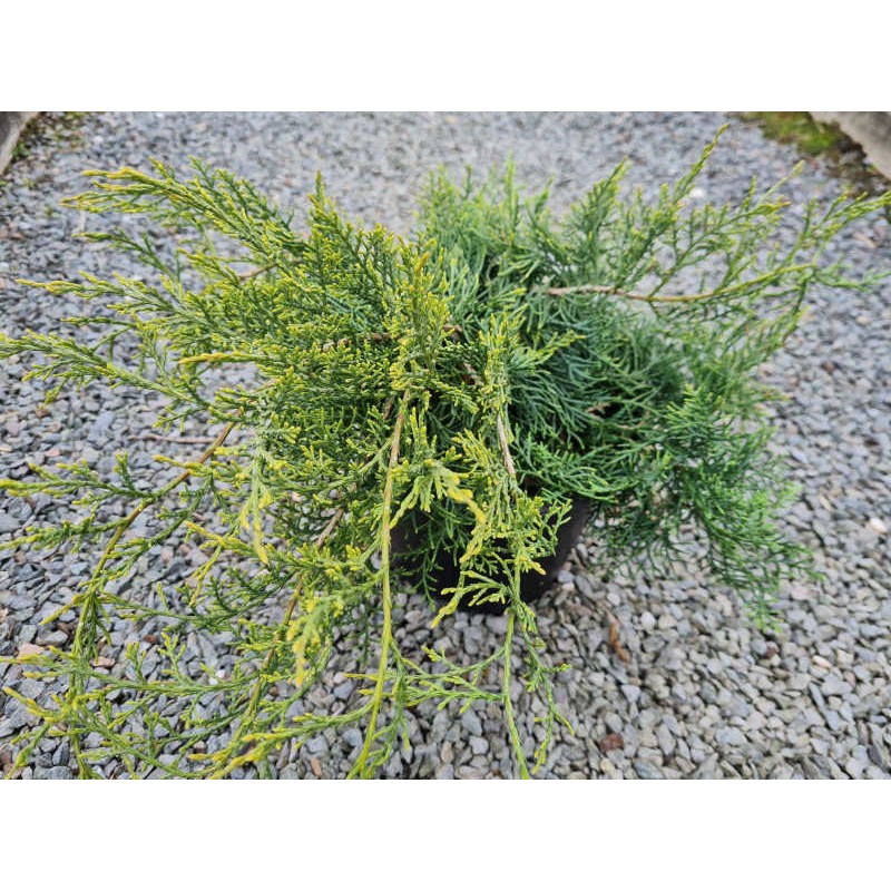 Juniperus virginiana 'Grey Owl' - leaves in late May