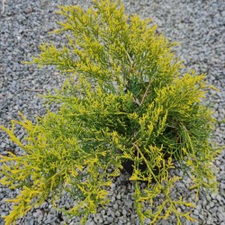 Juniperus x pfitzeriana 'Old Gold' - leaves in late May