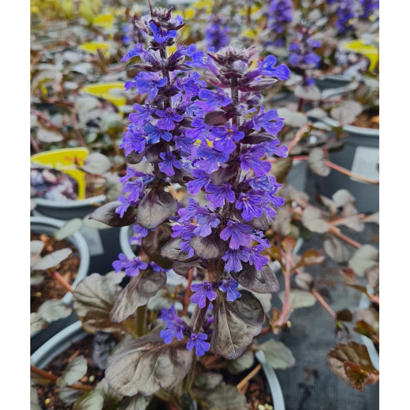 Ajuga reptans 'Black Scallop' - flowers in May