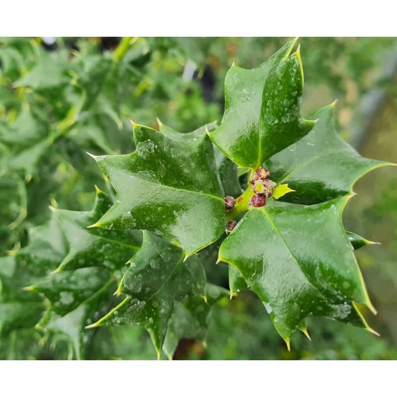 Ilex x 'Indian Chief' - leaves in late May Ilex x 'Indian Chief' - leaves in late May