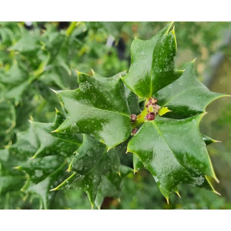 Ilex x 'Indian Chief' - leaves in late May Ilex x 'Indian Chief' - leaves in late May