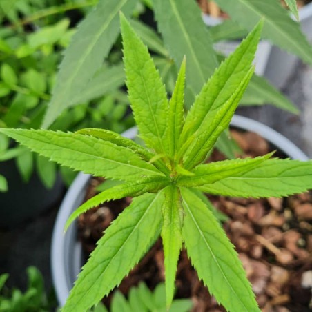 Veronicastrum virginicum 'Lavendelturm' - leaves in late spring