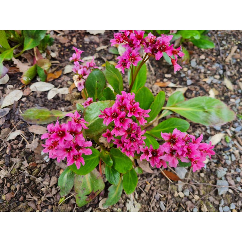 Bergenia 'Dark Damsel' - flowers in May Bergenia 'Dark Damsel' - flowers in May