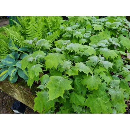 Kirengeshoma palmata - fresh leaves in May