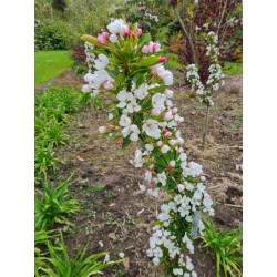 Malus 'Admiration' - group of young plants flowering in May