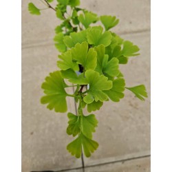 Ginkgo biloba 'Landliebe' - leaves in May