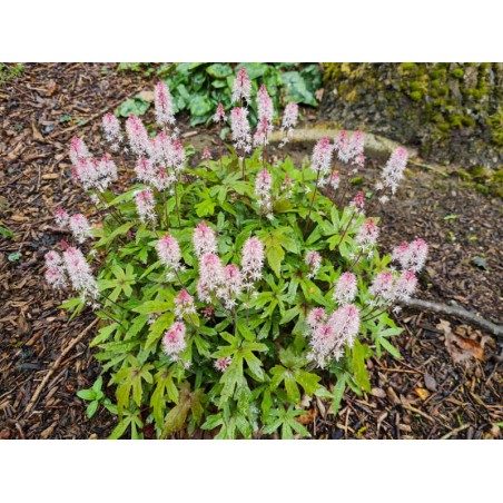 Tiarella 'Raspberry Sundae' - flowering in May