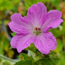 Geranium x oxonianum 'Claridge Druce' - flowers in late May