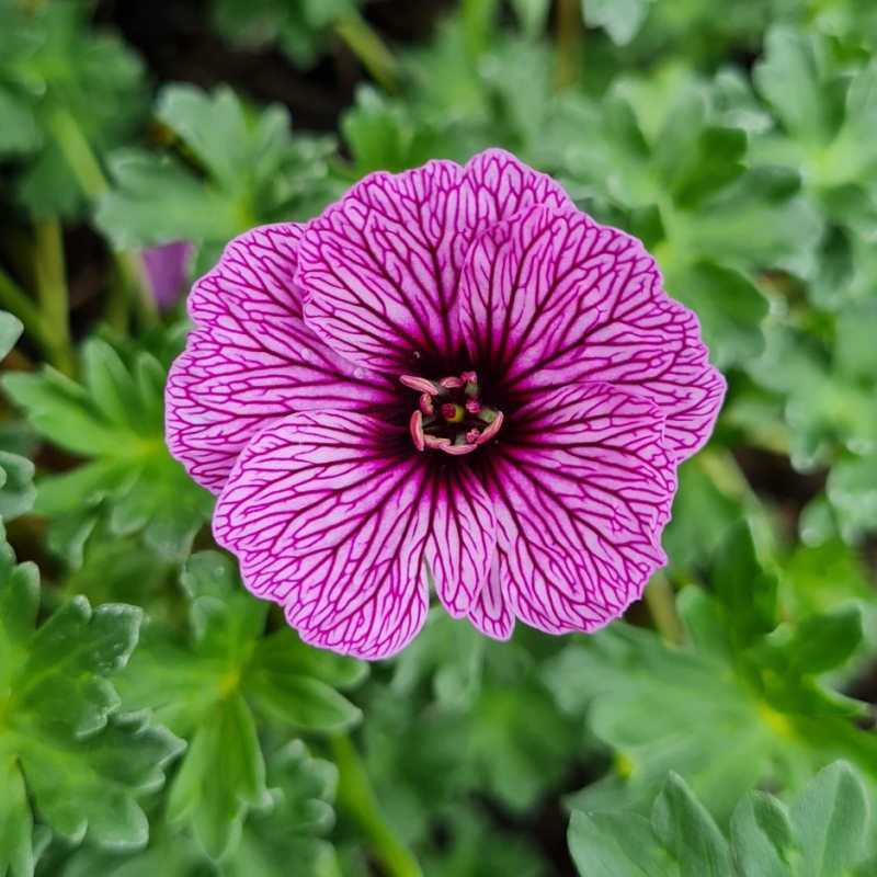 Geranium 'Laurence Flatman' - flower in spring Geranium 'Laurence Flatman' - flower in spring