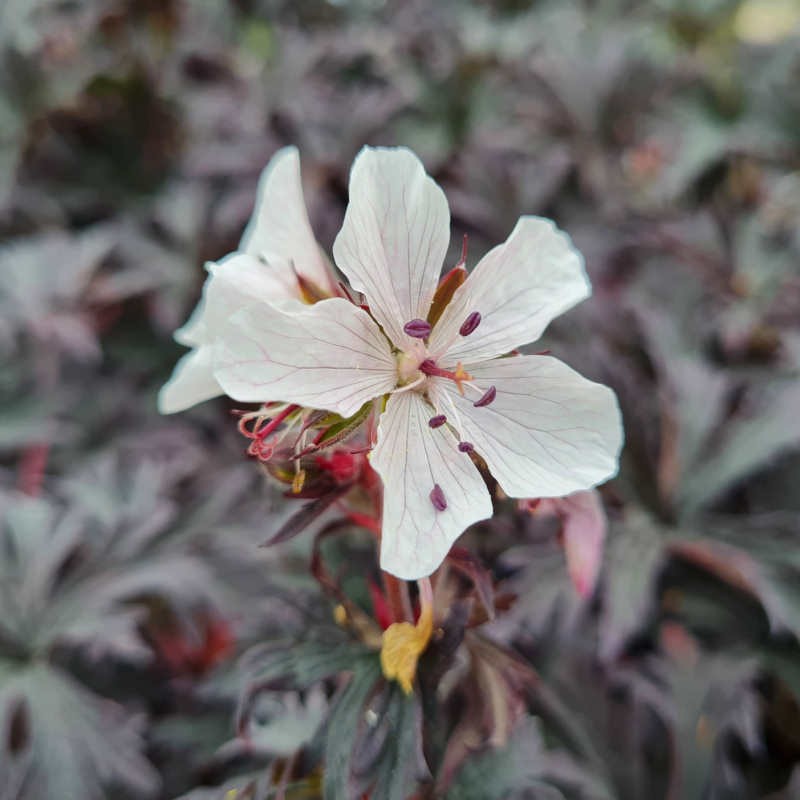 Geranium 'Laurence Flatman' - flowers in May
