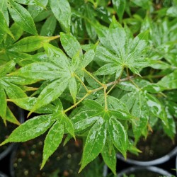 Acer palmatum 'Lucky Star' - leaves in early summer
