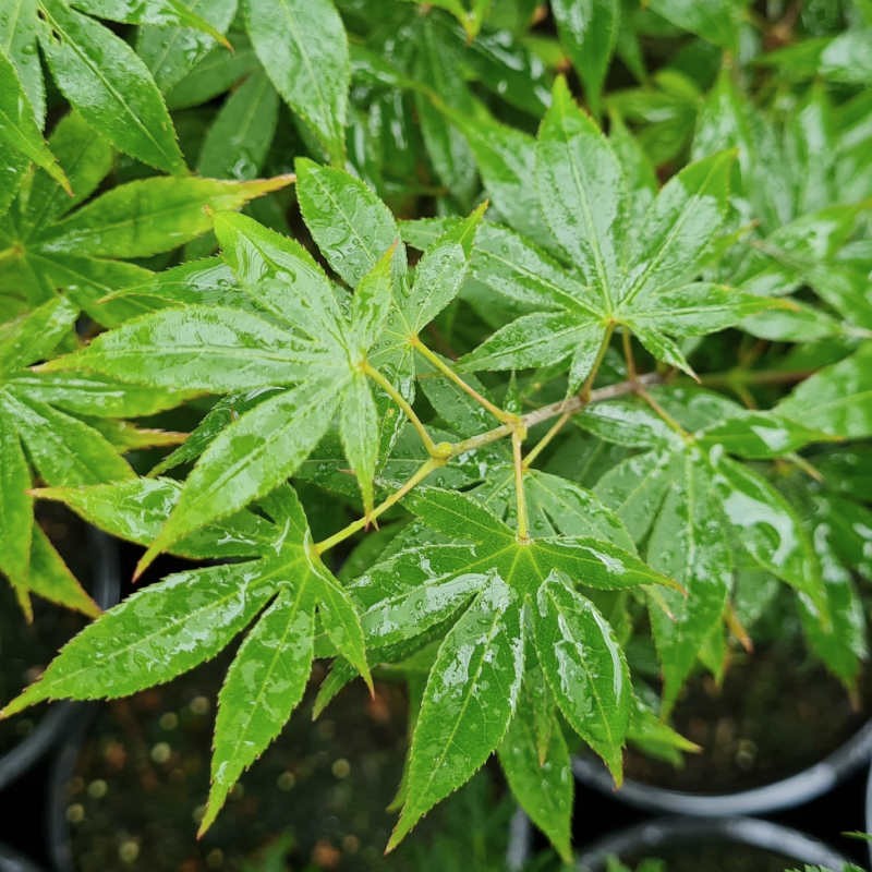 Acer palmatum 'Lucky Star' - leaves in early summer Acer palmatum 'Lucky Star' - leaves in early summer