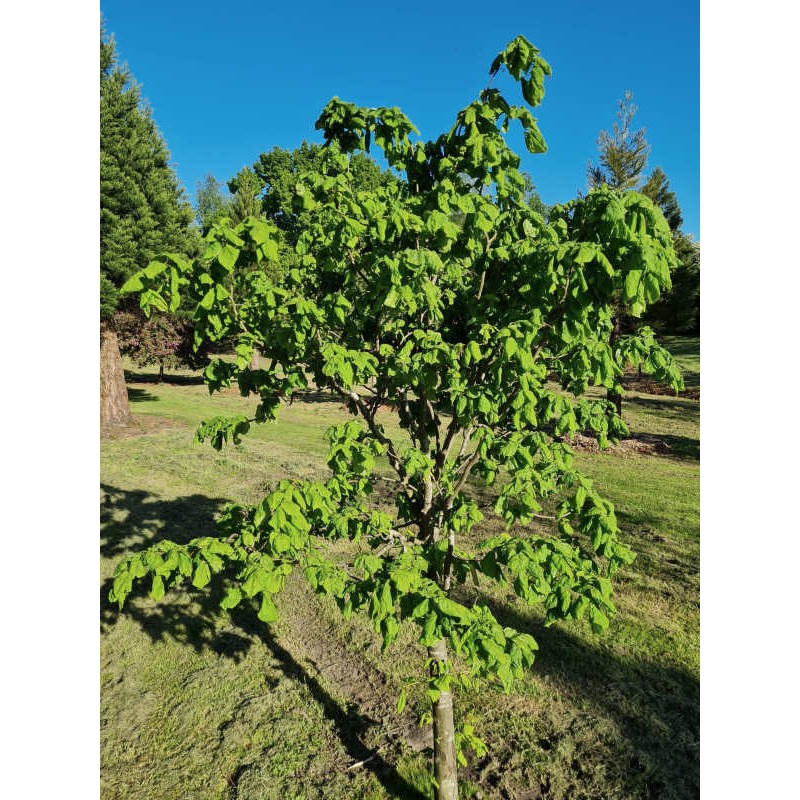 Tilia platyphyllos 'Tortuosa' - leaves in early summer