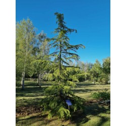 Cedrus deodara - approx 10 year old tree in early summer