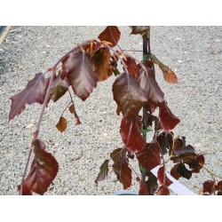 Fagus sylvatica 'Black Swan' - purple leaves on a young plant