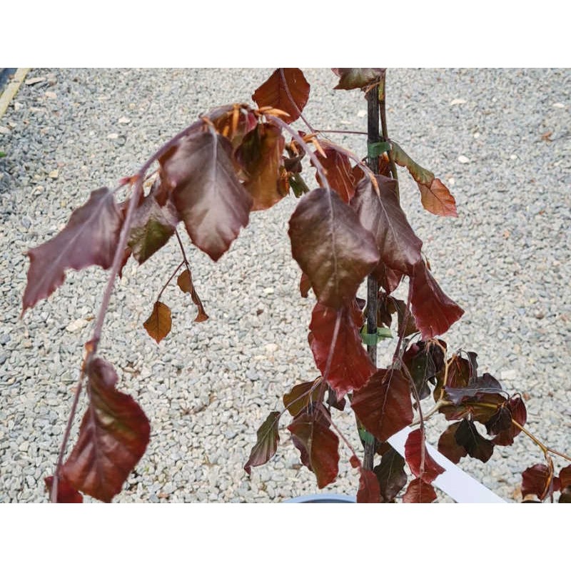 Fagus sylvatica 'Black Swan' - purple leaves on a young plant