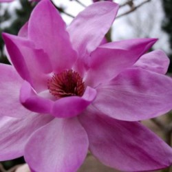 Magnolia x 'J. C. Williams' - spring flowers