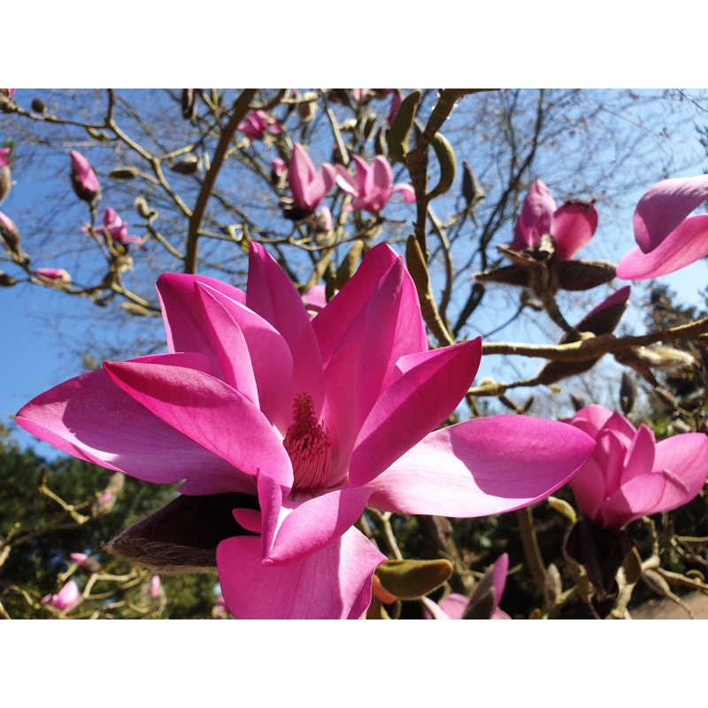 Magnolia x 'J. C. Williams' - spring flowers
