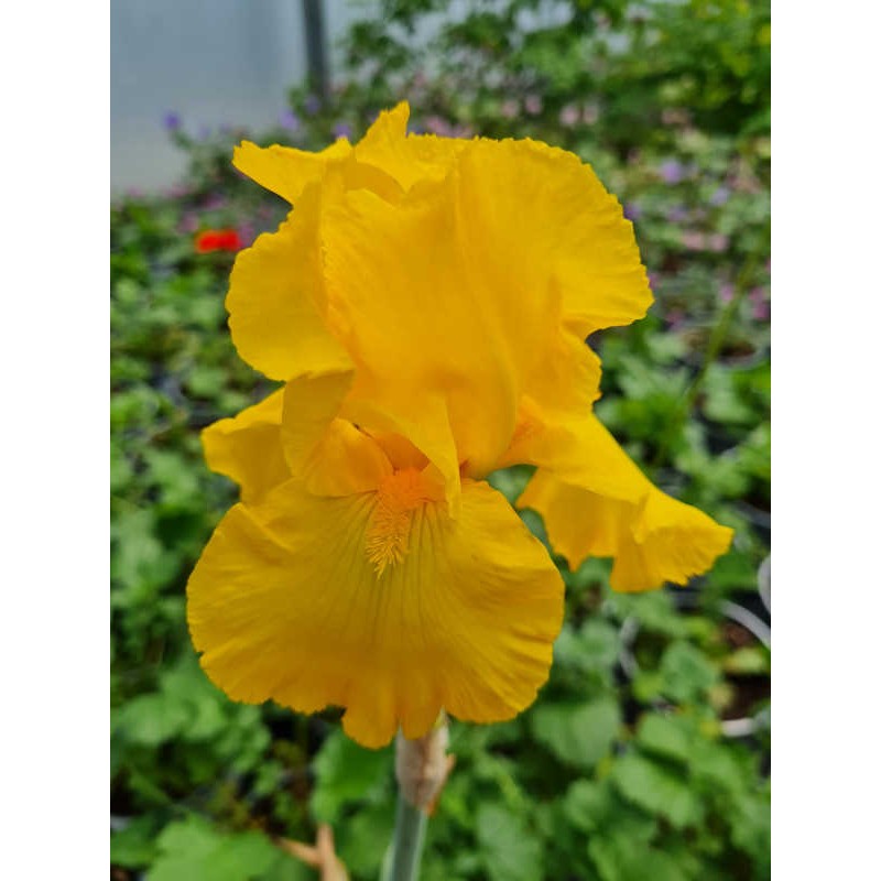 Iris 'Ola Kala' - flowers in June