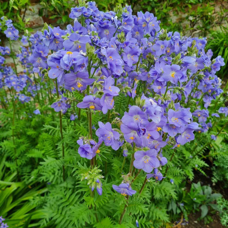 Polemonium yezoense 'Purple Rain'