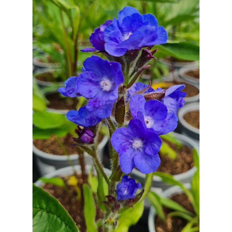 Anchusa azurea 'Loddon Royalist' - flowers in June