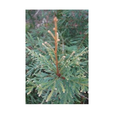 Sequoia sempervirens 'Adpressa'