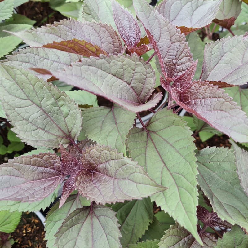 Eupatorium rugosum '​Chocolate' - leaves in late spring