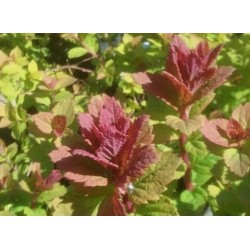 Spiraea x 'Sparkling Champagne' - leaves in spring