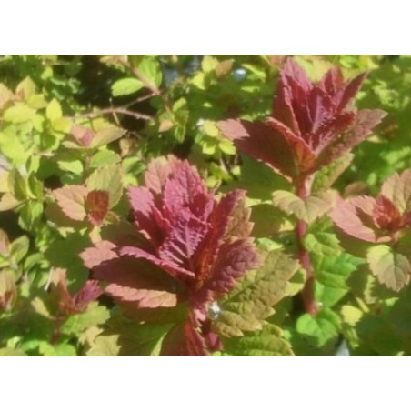 Spiraea x 'Sparkling Champagne' - leaves in spring